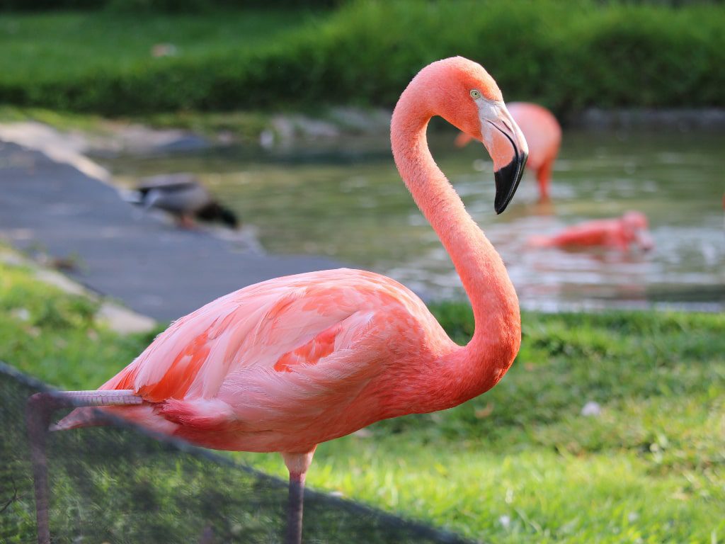 sandiego zoo