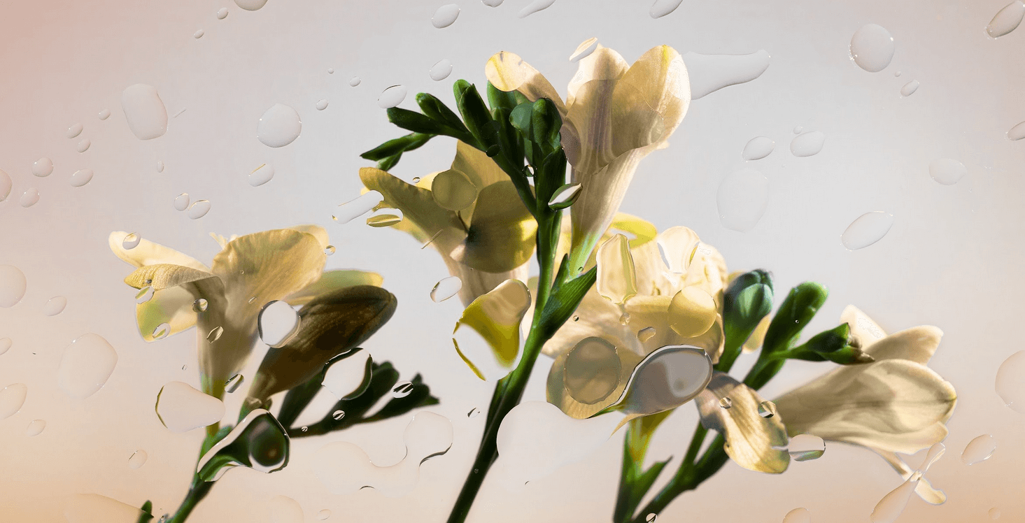 Freesia in light theme